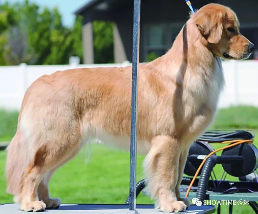 Elyn：非常安静内向的……野姑娘。|犬学知识专业版封面故事