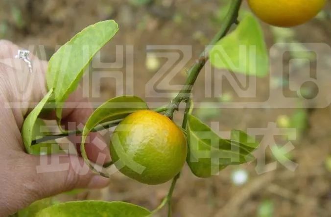 预防黄龙病有什么禁用药吗,沃柑黄龙病用什么药预防