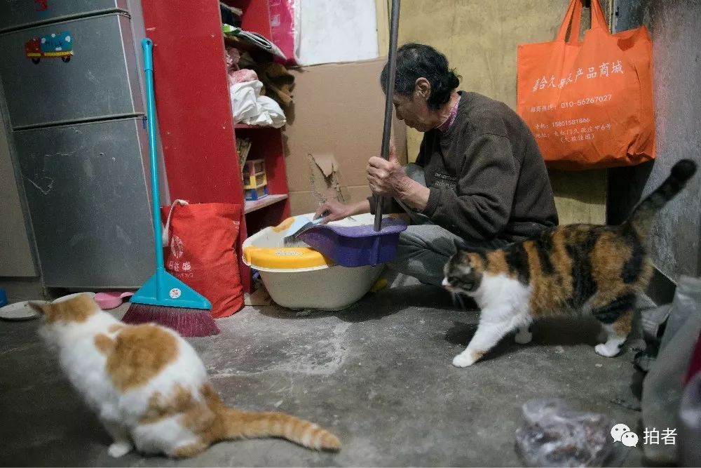 养40只流浪猫建新家,家里有18只流浪猫