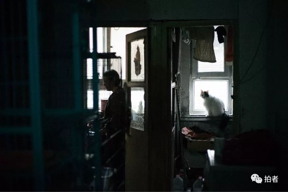 养40只流浪猫建新家,家里有18只流浪猫