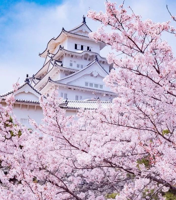 日本有关樱花的照片,日本最美樱花图