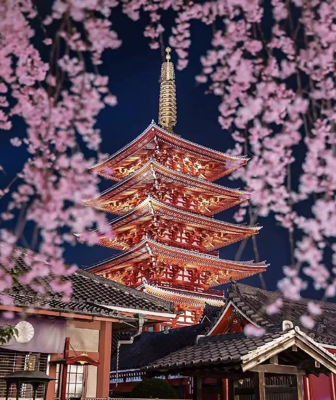 日本有关樱花的照片,日本最美樱花图