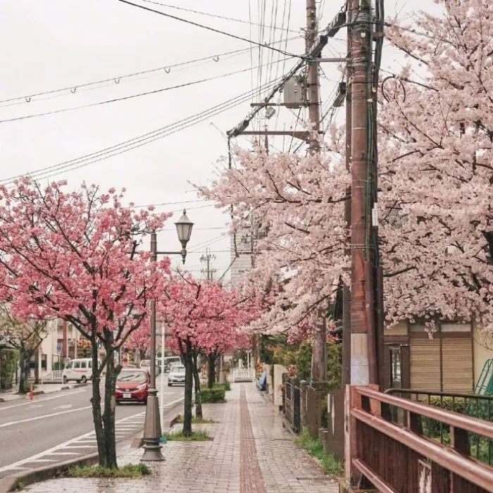 日本有关樱花的照片,日本最美樱花图