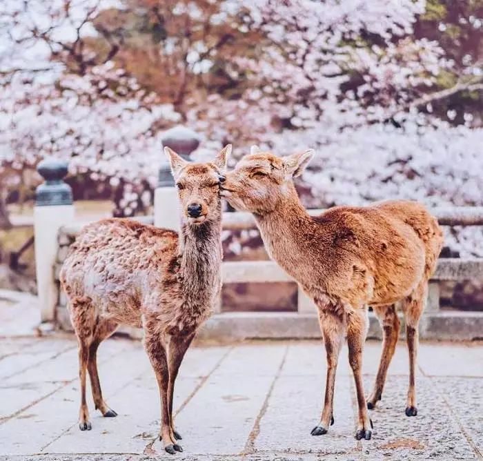 日本有关樱花的照片,日本最美樱花图