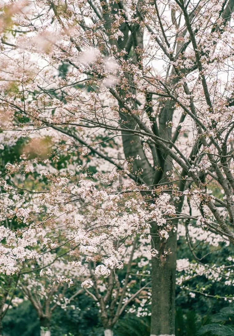 央视武汉樱花,央视新闻一起来看武汉樱花