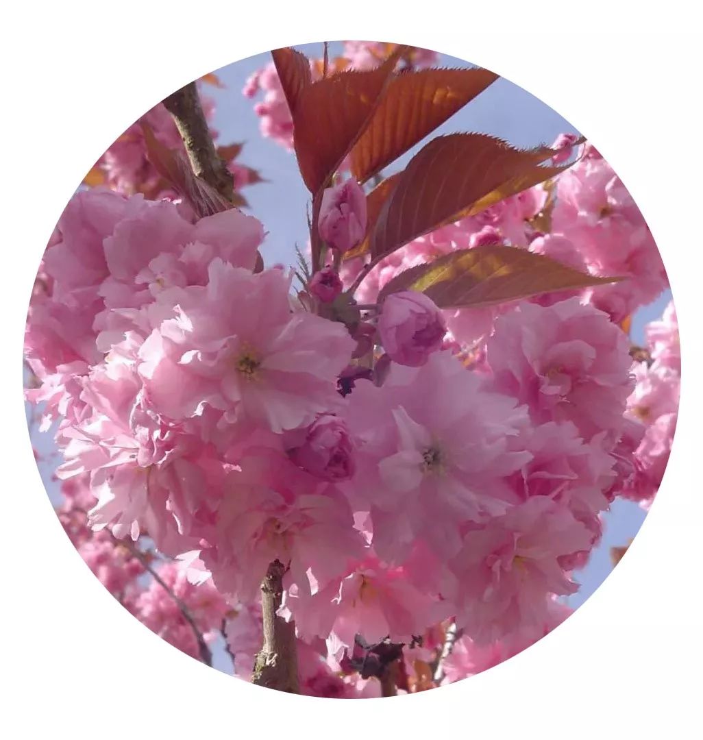 央视武汉樱花,央视新闻一起来看武汉樱花