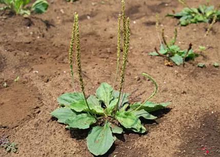 吃了街边买的“青菜”,一家三口急送医!这些菜清明常出没…