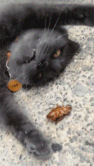 灭蟑螂最有效的话,怎样有效灭蟑螂且对人无危害