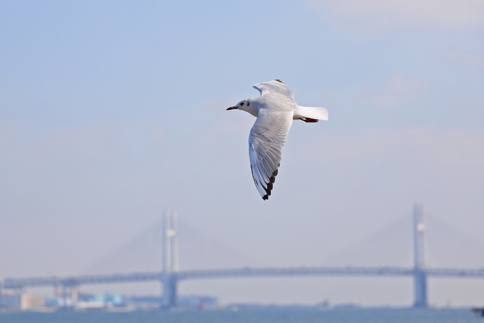 2022全画幅入门微单相机推荐,eosrp全幅相机