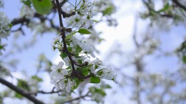 沙漠一年出现的奇观,沙漠黄河的奇景