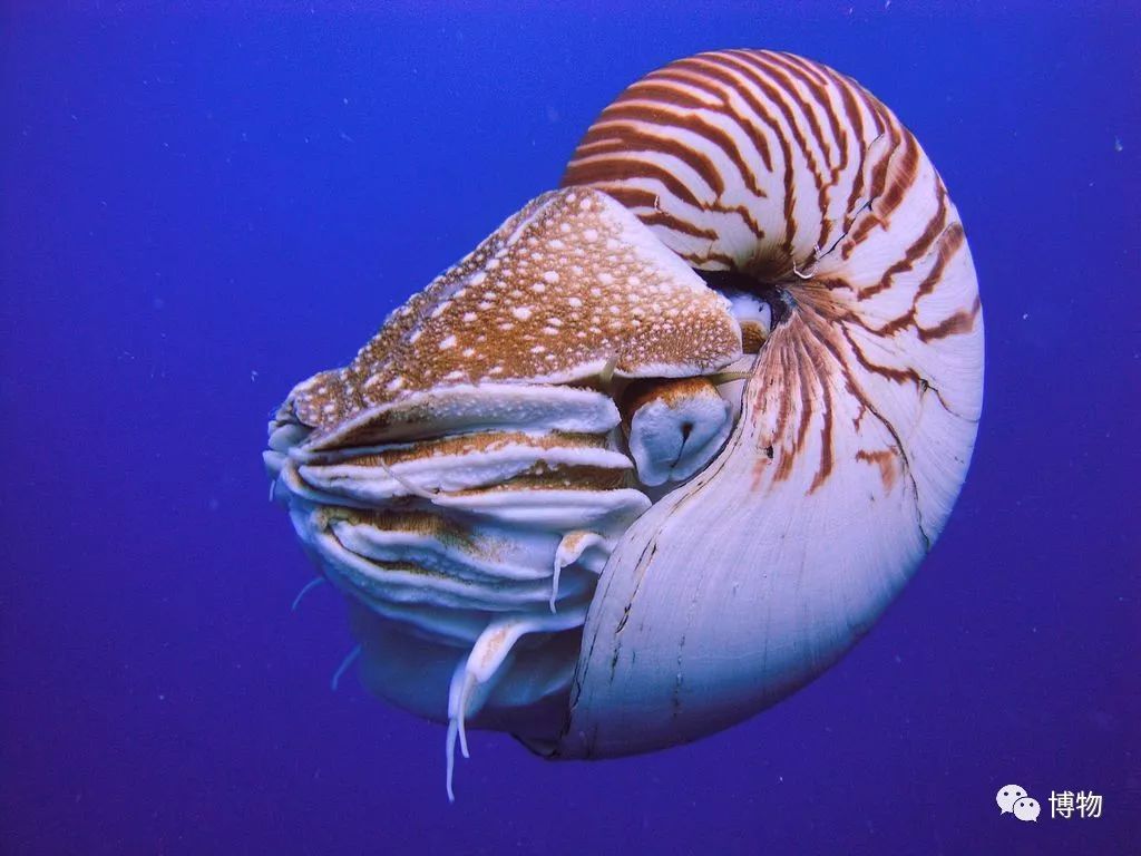 鱿鱼肚子里有长长的塑料片,鱿鱼塑料片