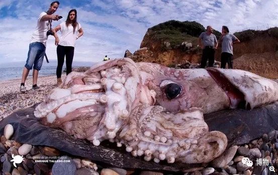 鱿鱼肚子里有长长的塑料片,鱿鱼塑料片