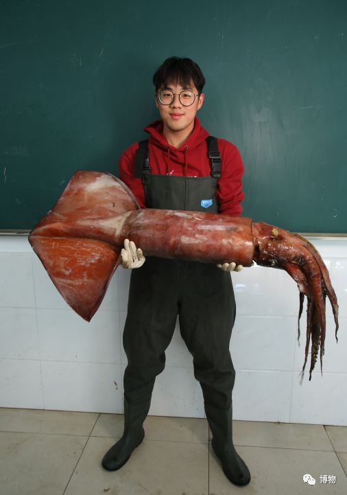 鱿鱼体内的塑料片是什么,鱿鱼里的透明塑料片是什么