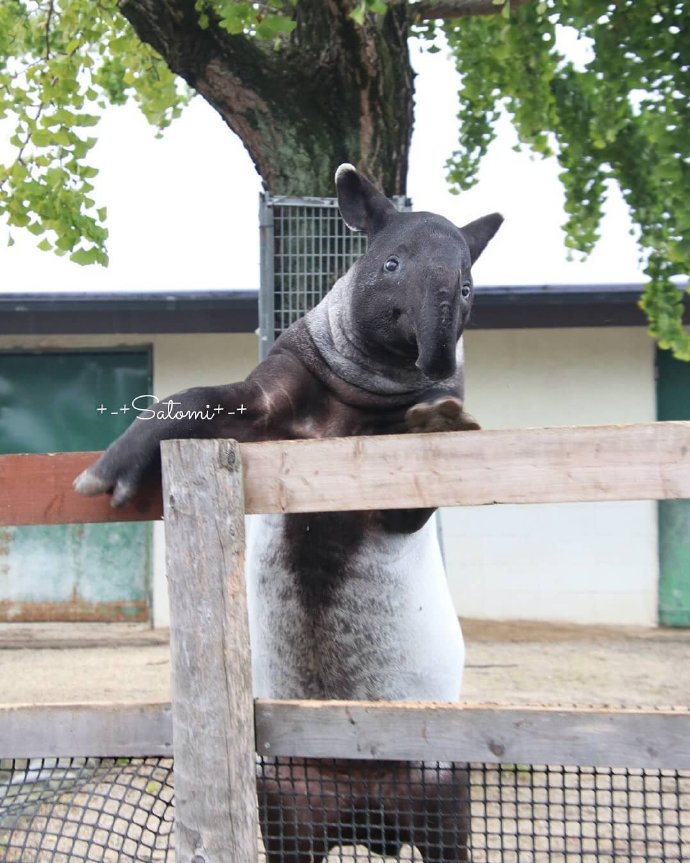 emoji吐舌头模仿挑战,emoji模仿挑战吐舌头