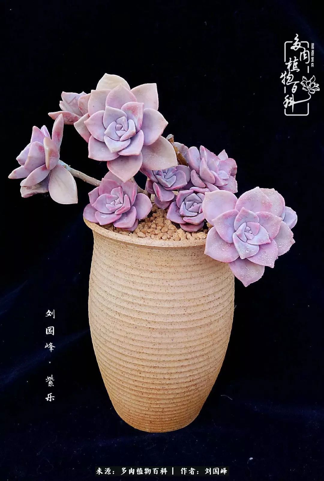 不学无术容易赚大钱,不学无术养多肉摇身一变资产过亿