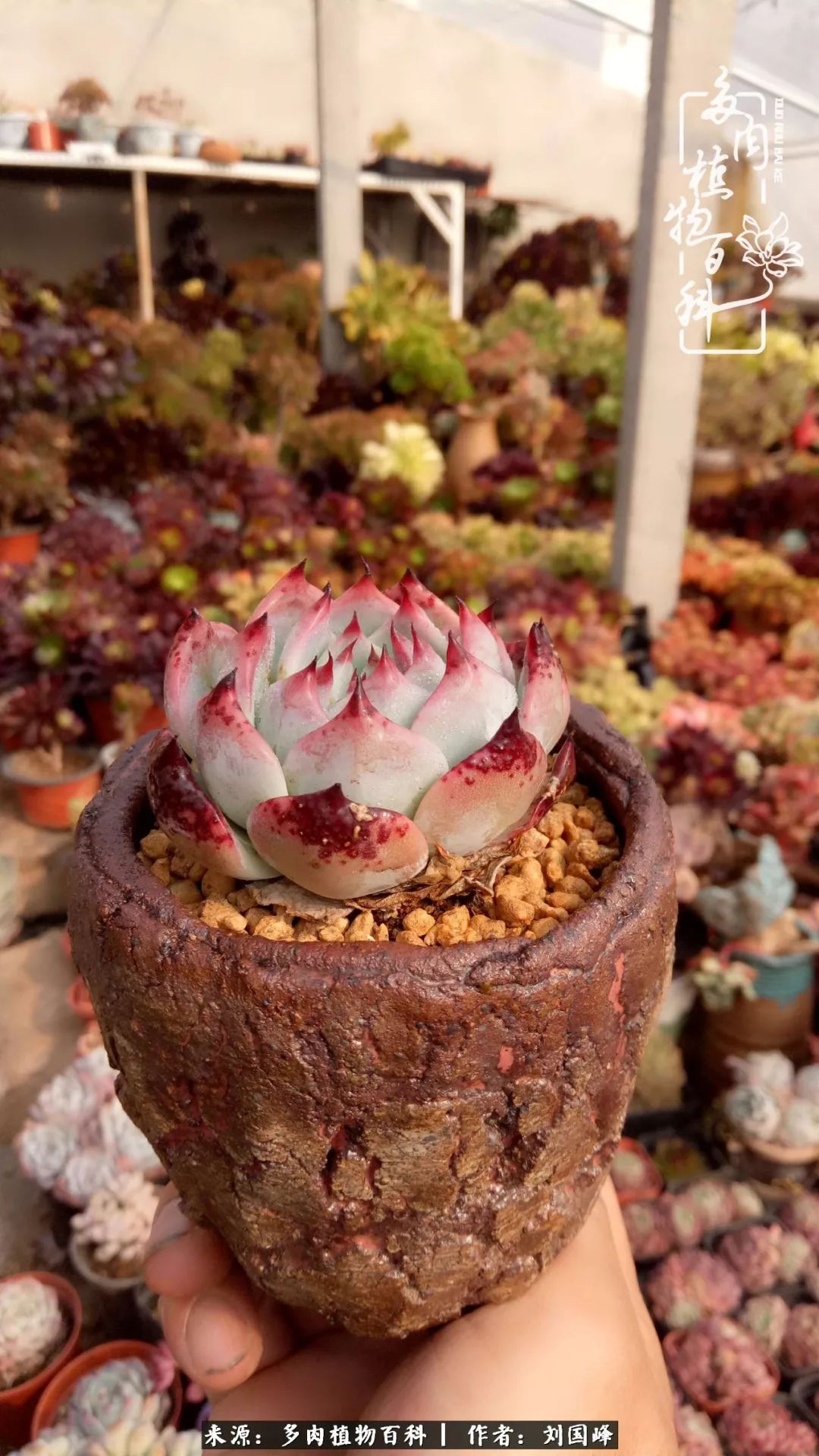 不学无术容易赚大钱,不学无术养多肉摇身一变资产过亿