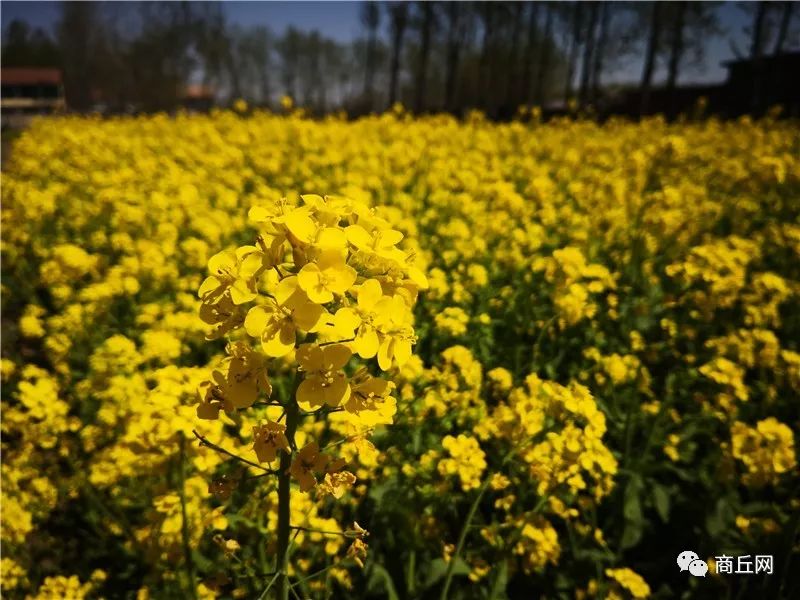 认准了！“懂菜农业”杯第七届黄河故道湿地花海徒步穿越路标已布置完成
