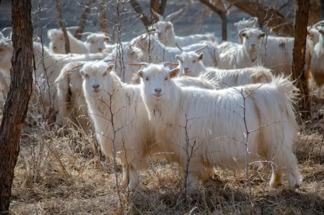 沙漠一年出现的奇观,沙漠黄河的奇景