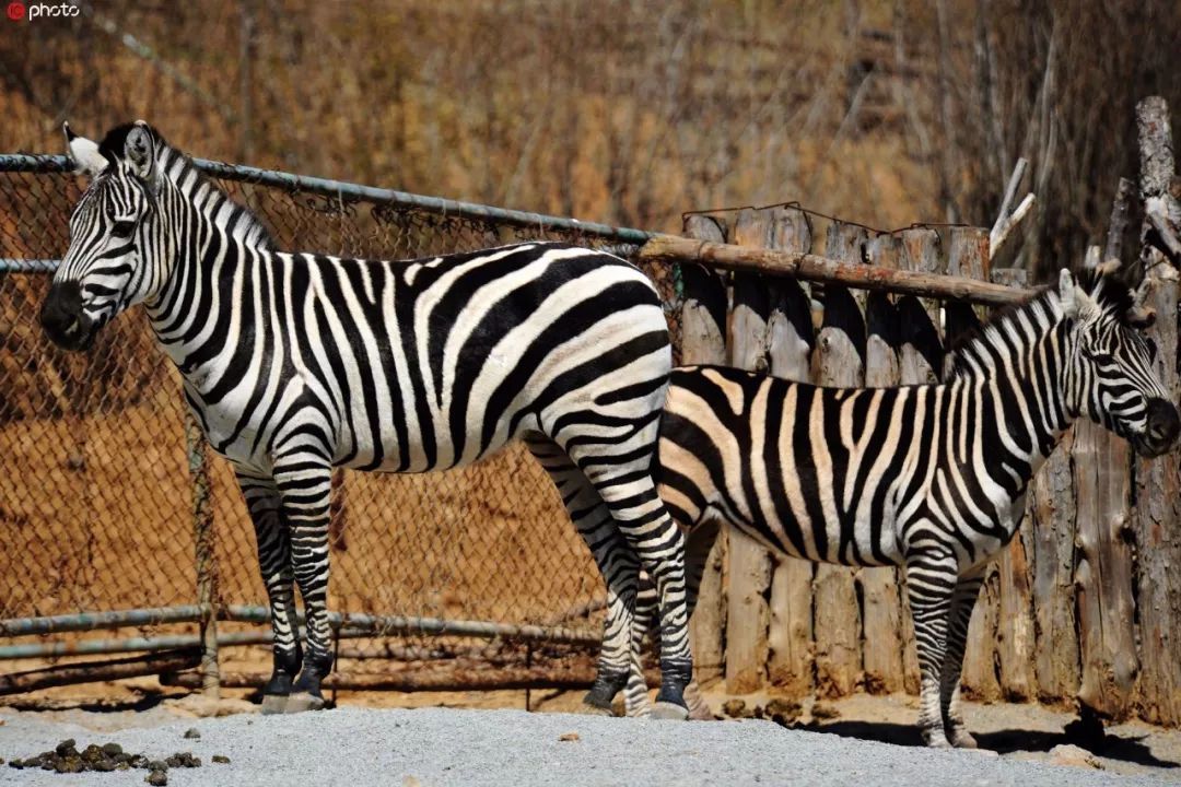 武汉全职妈妈海外购回国,为逃30万税款,损失145万还被判刑…︱早安武汉