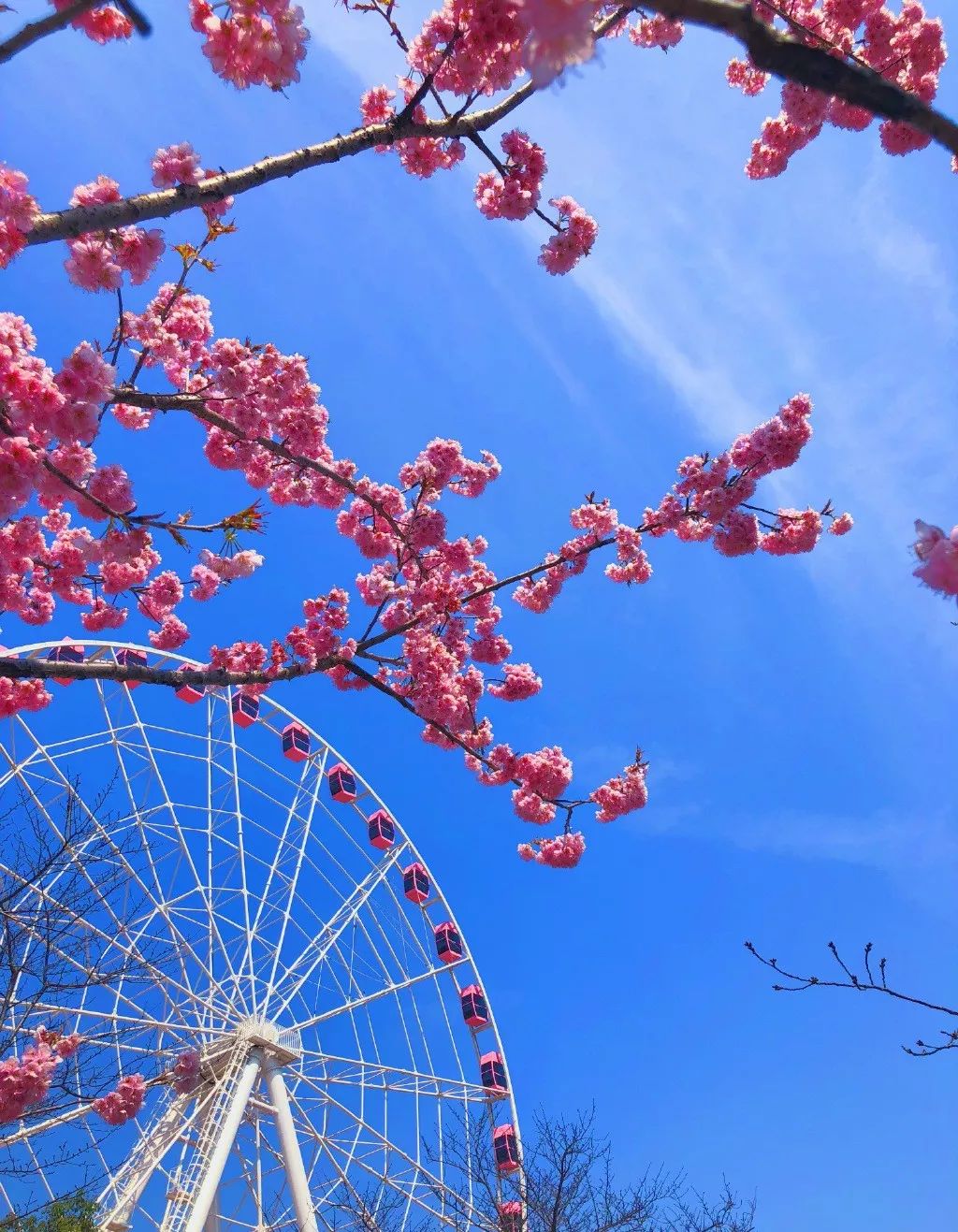 上海顾村公园赏樱花图片,全季顾村公园