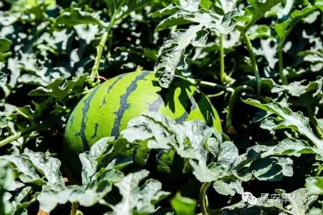 友好互推|攀枝花的吃货嗨起来！这11种水果将要排队上市啰！（内附时间及地点）