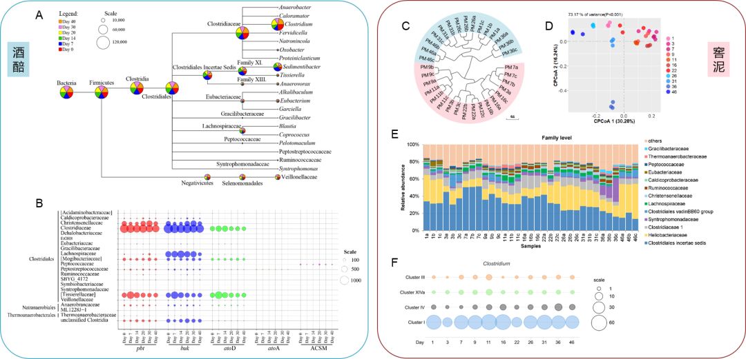 首株以“老窖”命名的新菌株从百年窖泥中分离,“老窖出好酒”多了一项科学依据