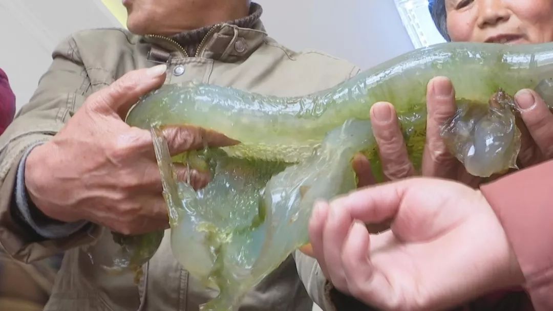 小伙捡到上亿的石太岁,山东小伙捡太岁