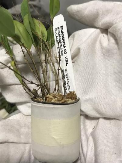 可以带植物种子出境吗,带植物种子入境时需要注意什么