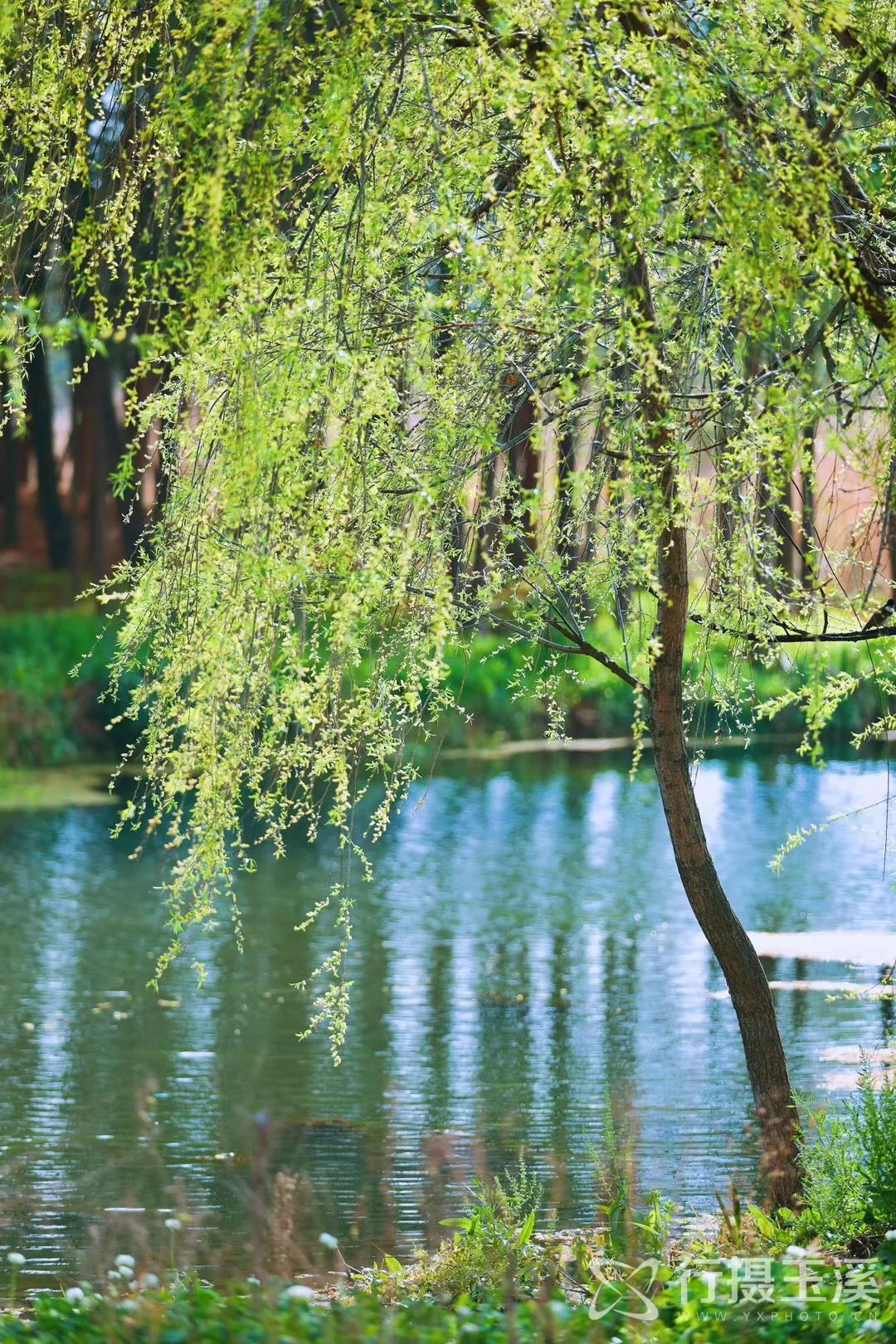 玉溪赏花游玩好地方推荐胜地,哇家玉溪