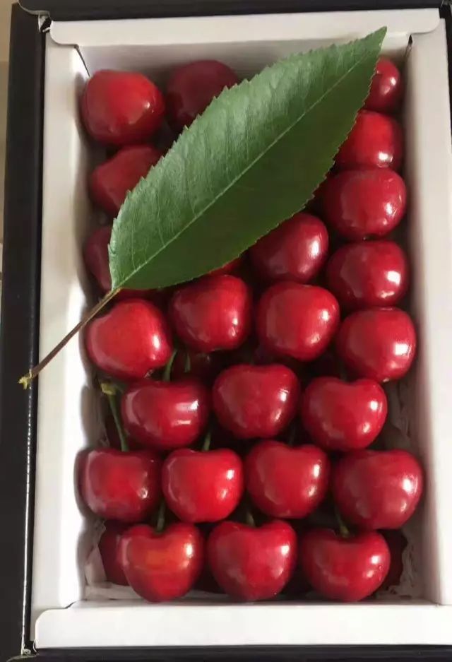 前国门安琦家的樱桃又来啦！为了孩子，他用守护球门的双手，种出了汁多甘甜的超好吃樱桃