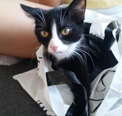 猫咪10种常见病图片,猫咪得了怪病咳嗽不止