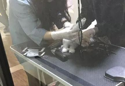 猫咪10种常见病图片,猫咪得了怪病咳嗽不止