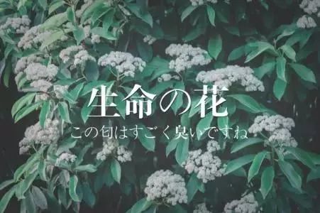 这种“yin树”气味不可描述，常州街头处处都是！还种不种？官方回应来了……