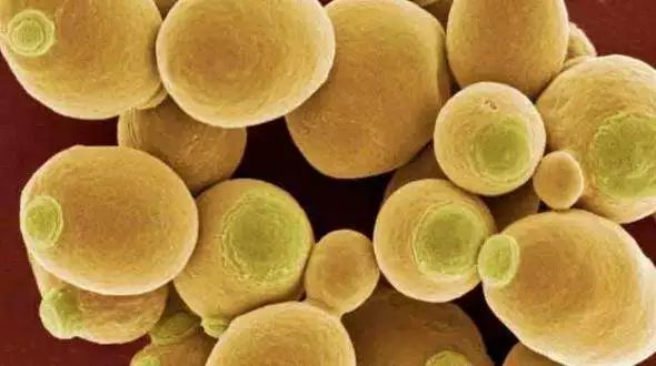 超级真菌已致美国4人死亡,真菌感染到肺部致死率多少