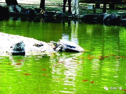 全球最孤寂的神兽,最孤独的三只神兽