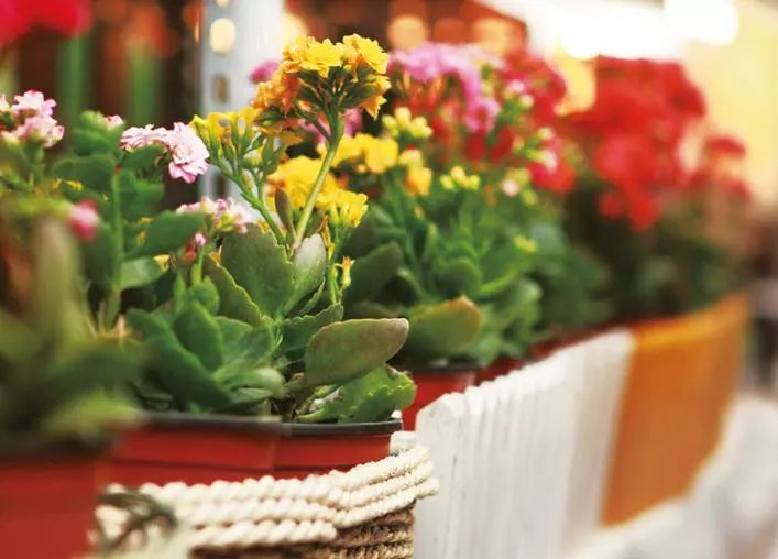 过期药片可以直接放在花盆里吗,过期药片放在花盆里怎么办