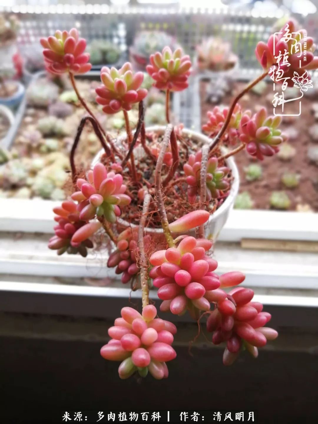 养多肉入坑感言,养多肉坑深似海