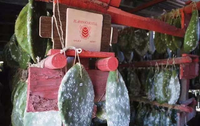 BBC又来惊爆：你抹口红，就是在亲吻上万只昆虫尸体？美丽背后这么血腥…