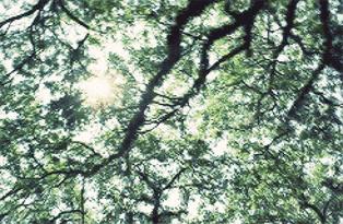 最美梅山,美丽南安梅山