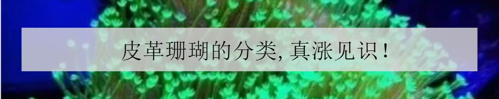 海缸停电5小时会怎样,海缸遇到停电怎么办