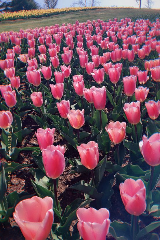 最值得去看的花海,最美花海邀您来赏