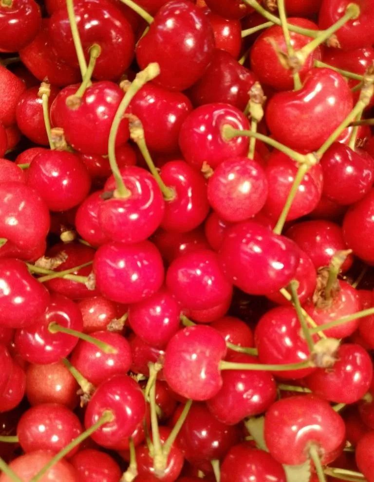 又一年樱桃采摘季,一年一度的大樱桃采摘模式已开启