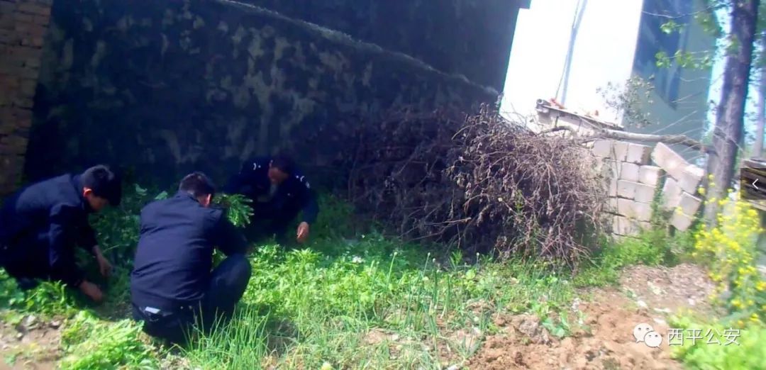 农妇种植522株烟被判刑,非法种植烟苗判刑