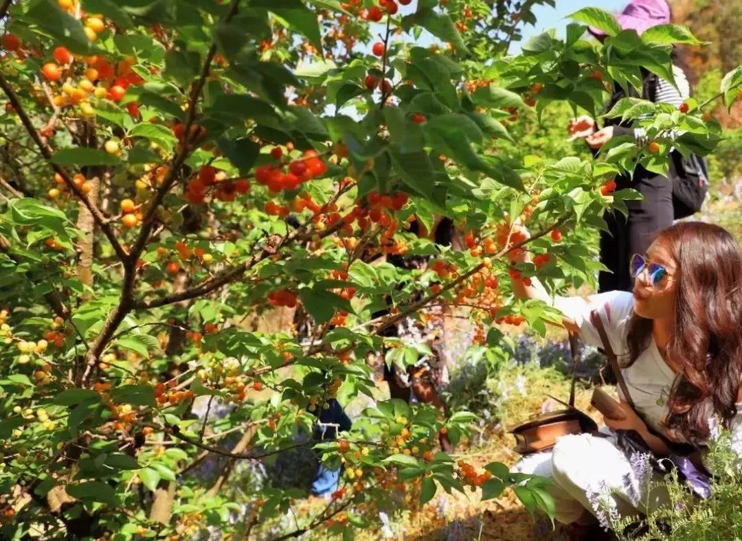 又一年樱桃采摘季,一年一度的大樱桃采摘模式已开启