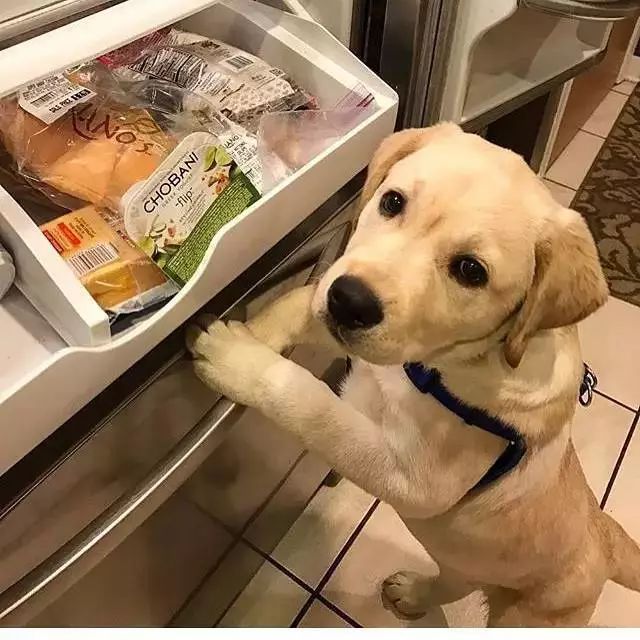 狗狗关于疾病的小知识,狗狗骨骼知识