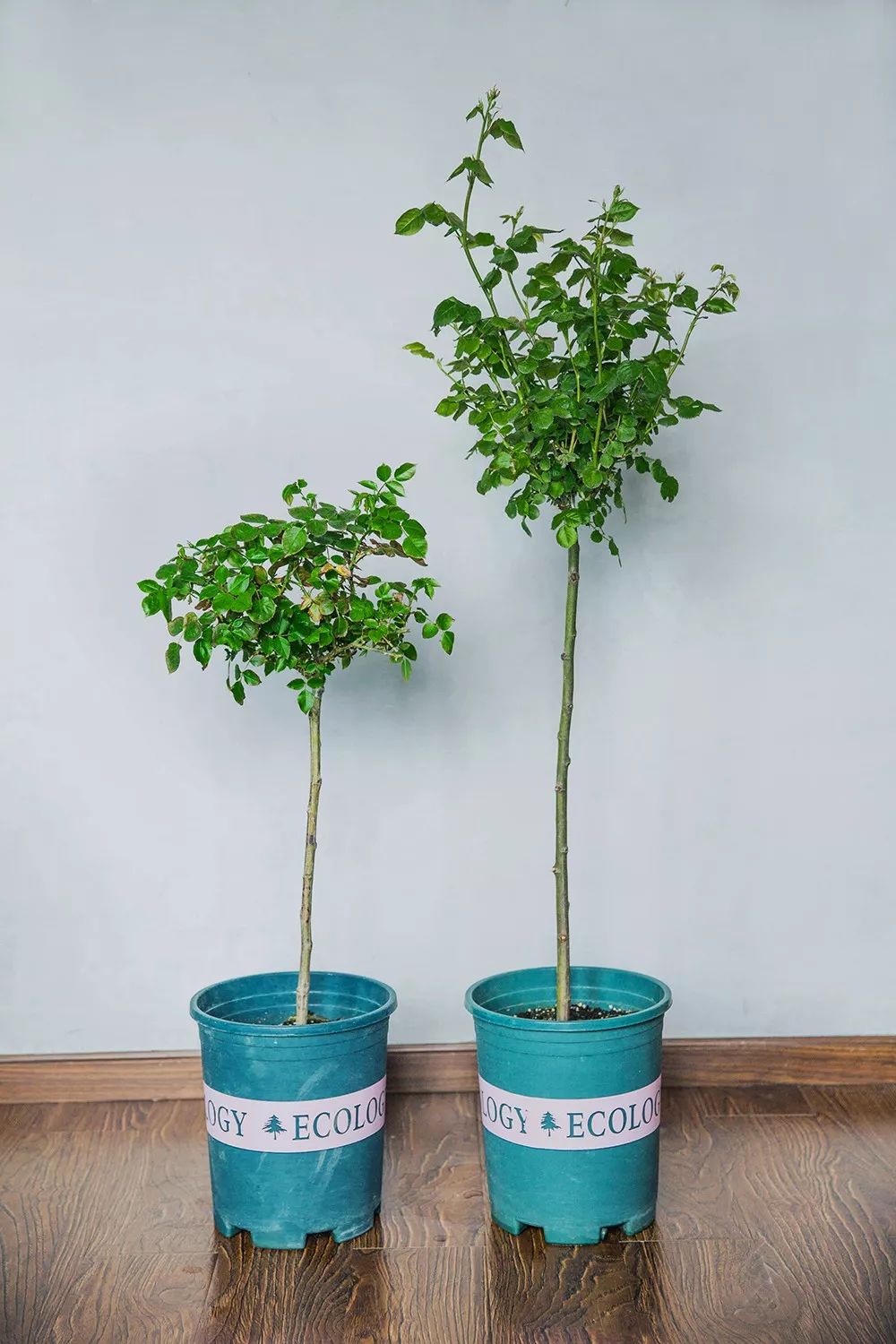 月季美植袋大苗,安徽品种月季袋苗大量供应