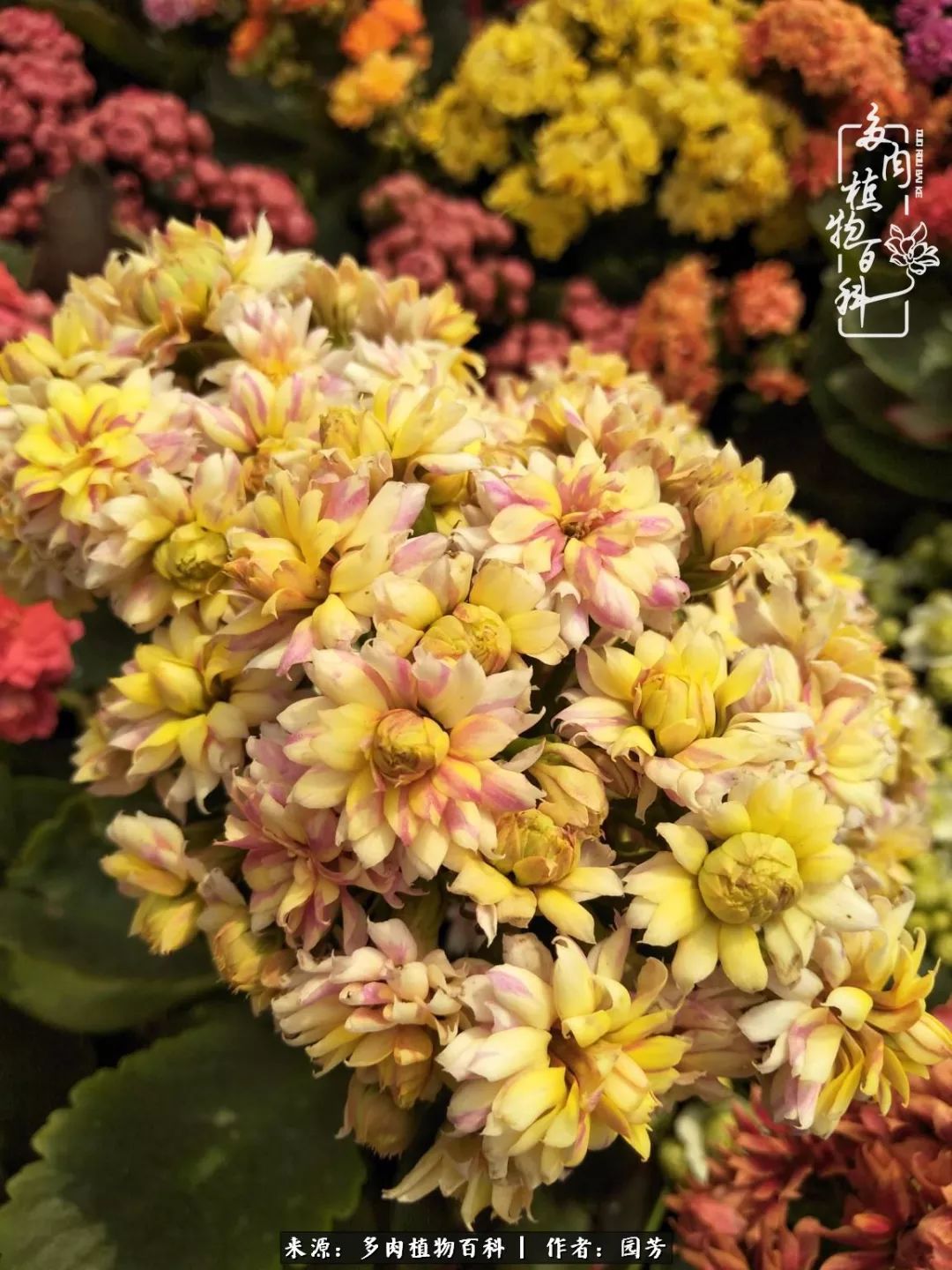 多肉开花最好看最好养前十名,多肉哪个品种开花最好看