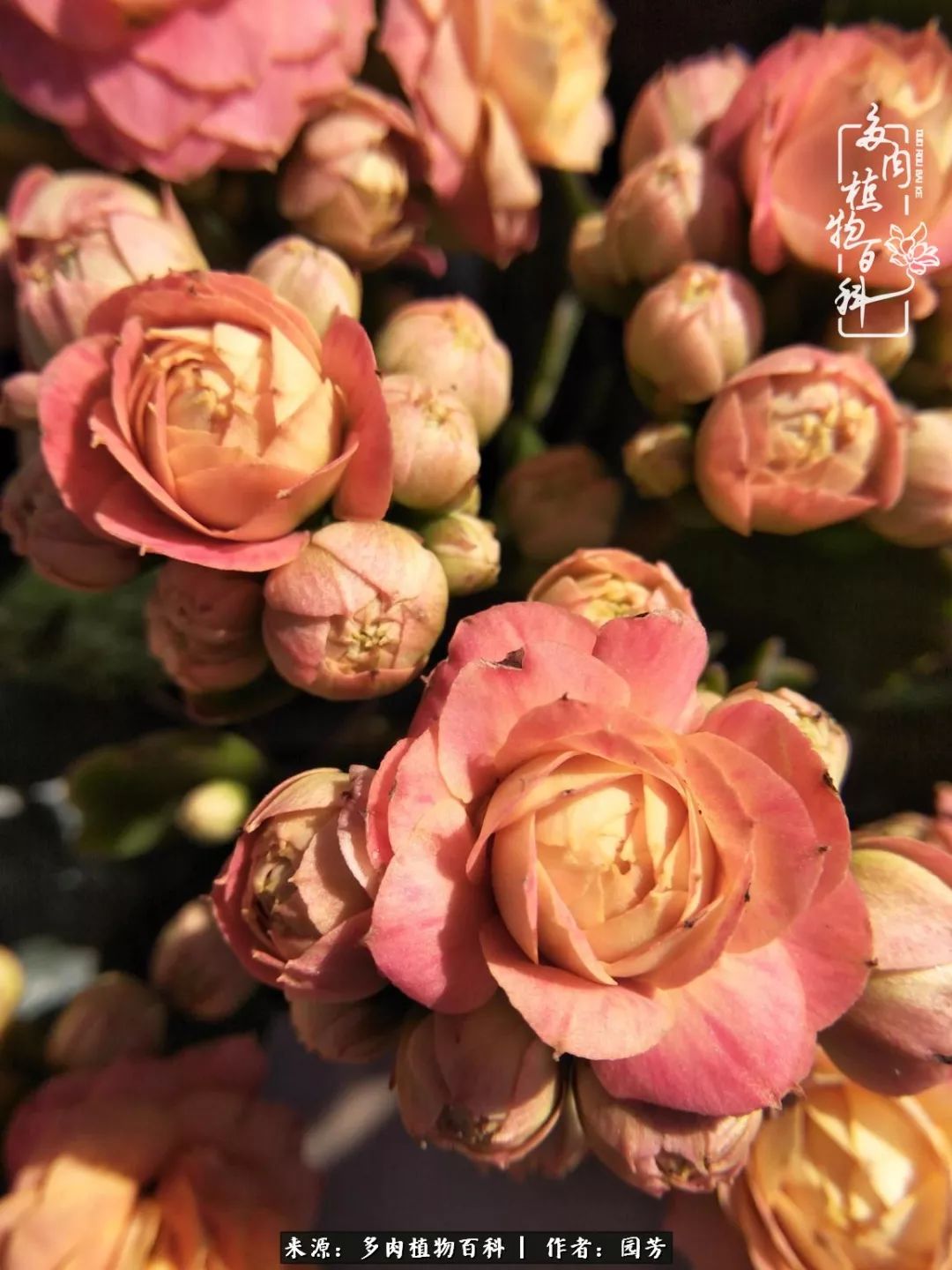 多肉开花最好看最好养前十名,多肉哪个品种开花最好看