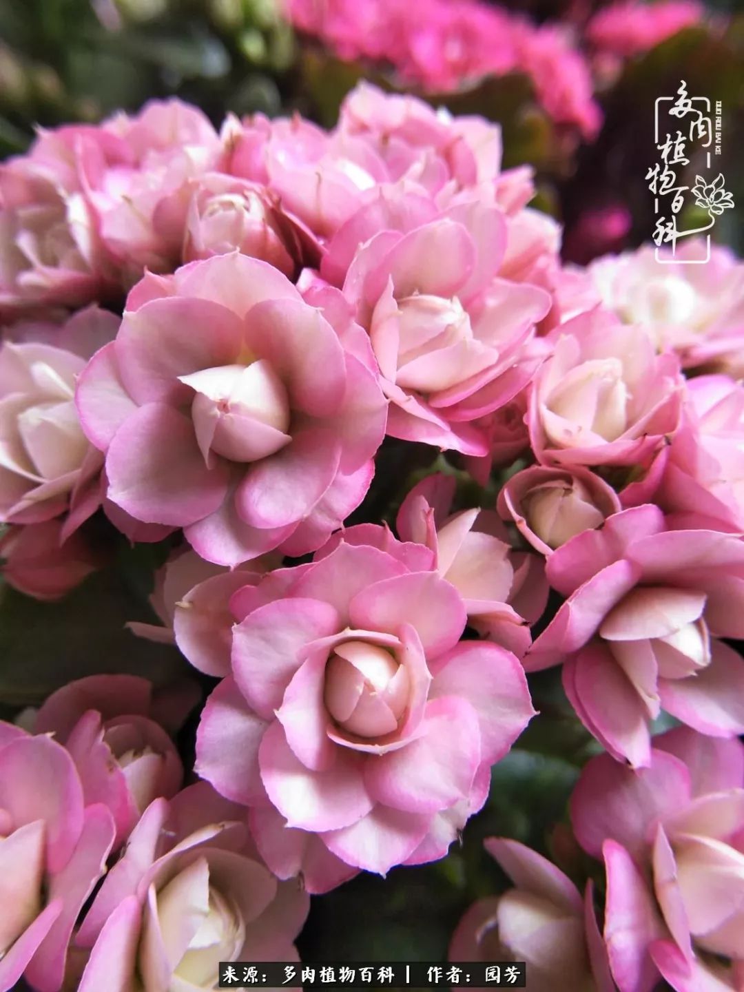 多肉开花最好看最好养前十名,多肉哪个品种开花最好看