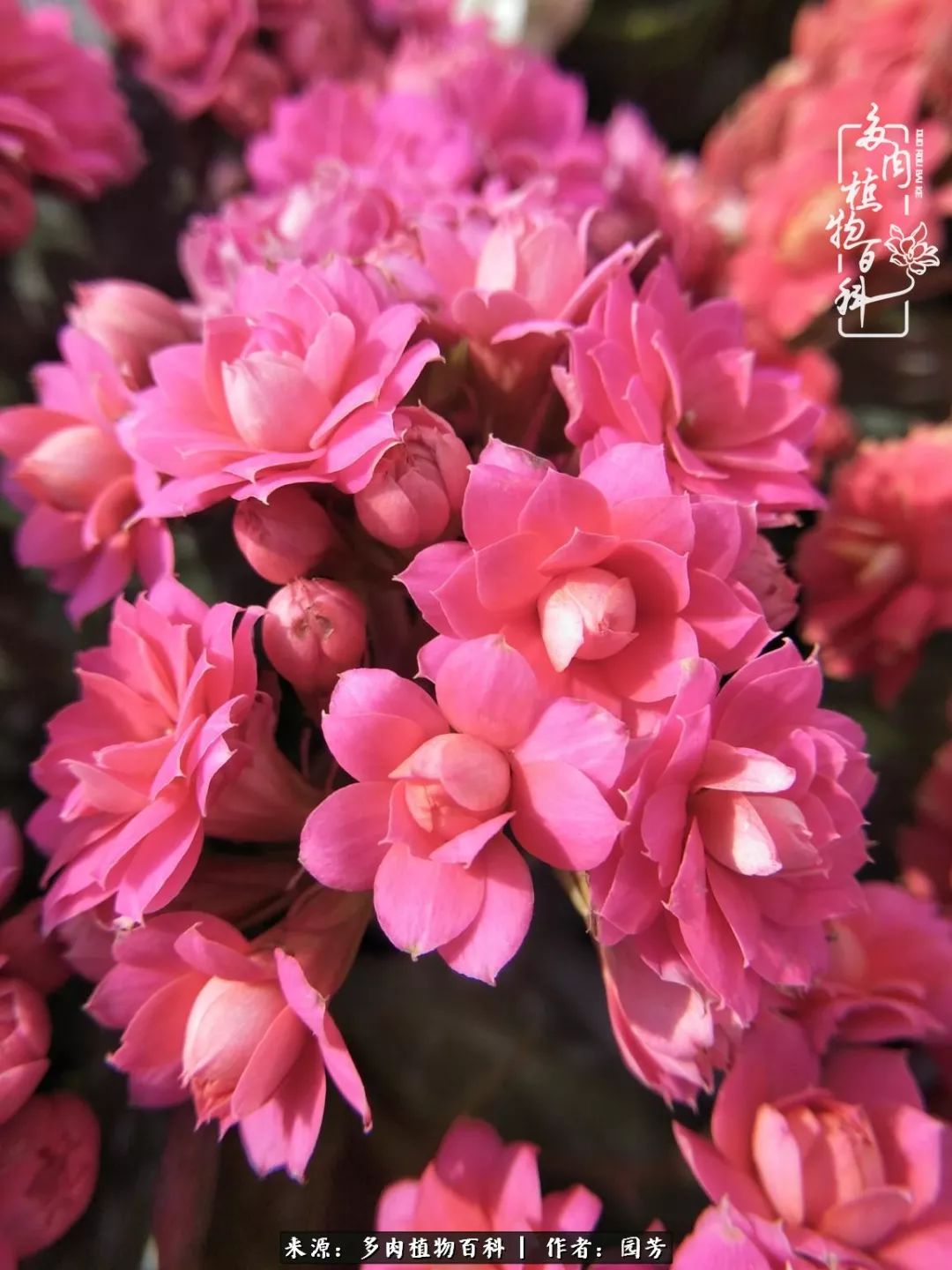 多肉开花最好看最好养前十名,多肉哪个品种开花最好看